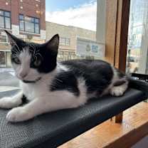 Thumbnail photo of Ludwig(cat café) #1