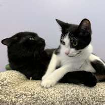 Thumbnail photo of Ludwig(cat café) #2