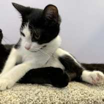 Thumbnail photo of Ludwig(cat café) #3