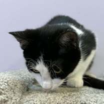 Thumbnail photo of Ludwig(cat café) #4