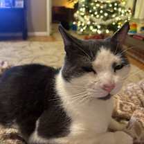 Thumbnail photo of Joey #1