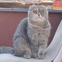 Thumbnail photo of Caramel #1