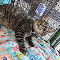 Thumbnail photo of Rambo #3