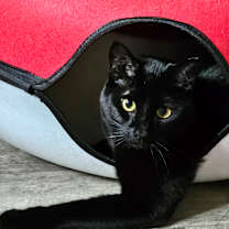 Thumbnail photo of Buppy #3