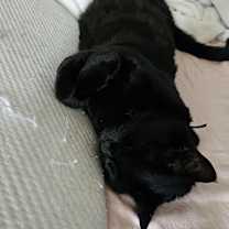 Thumbnail photo of Buppy #4