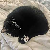 Thumbnail photo of Bootsie #4