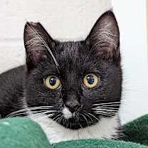 Thumbnail photo of Bordier #2