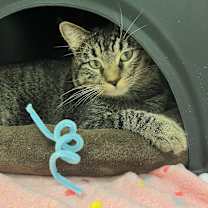 Thumbnail photo of Twilight #3