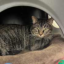 Thumbnail photo of Twilight #4