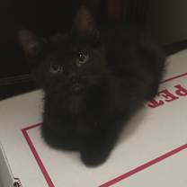 Thumbnail photo of Liam #1