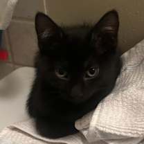 Thumbnail photo of Petey #1