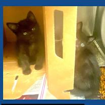 Thumbnail photo of Petey #2