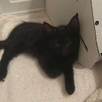 Thumbnail photo of Liam #3