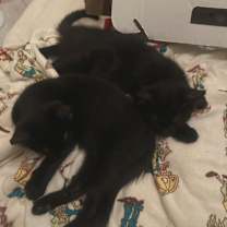 Thumbnail photo of Liam #4