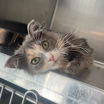 Thumbnail photo of Omelette #1