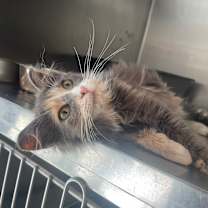 Thumbnail photo of Omelette #2