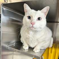 Thumbnail photo of Little White #1