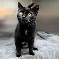 Thumbnail photo of Binx #2