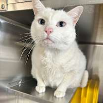 Thumbnail photo of Little White #2