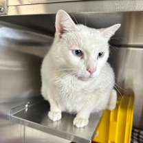 Thumbnail photo of Little White #3