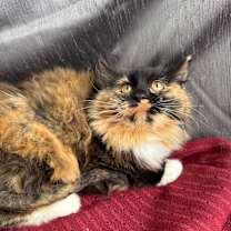 Thumbnail photo of Purrminator Three Thousand 55722 #1