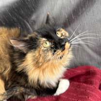 Thumbnail photo of Purrminator Three Thousand 55722 #2