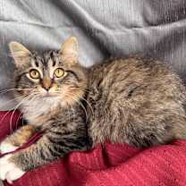 Thumbnail photo of To Fur, With Luv 55723 #3