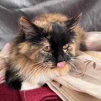 Thumbnail photo of Purrminator Three Thousand 55722 #4