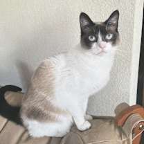 Thumbnail photo of Pua #2