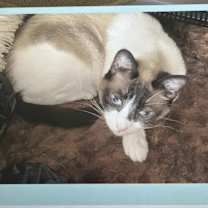 Thumbnail photo of Pua #4