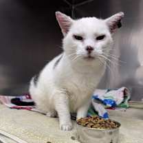 Thumbnail photo of Snowball #1