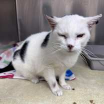 Thumbnail photo of Snowball #2