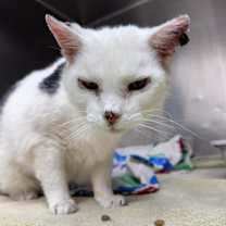 Thumbnail photo of Snowball #3