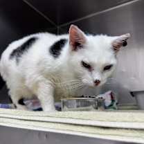 Thumbnail photo of Snowball #4