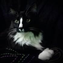 Thumbnail photo of Elum #1