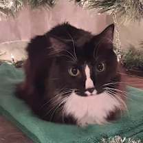 Thumbnail photo of Elum #4