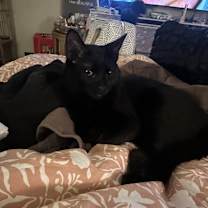 Thumbnail photo of Prince Charm #2