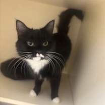 Thumbnail photo of Morty-ADOPTED #1