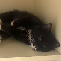 Thumbnail photo of Morty-ADOPTED #3