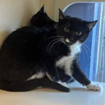 Thumbnail photo of Fruit Cat #1