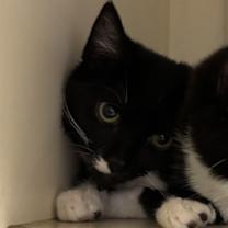 Thumbnail photo of Fruit Cat #3