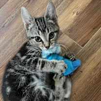 Thumbnail photo of Riff Raff #1