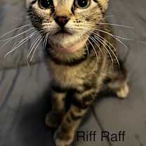 Thumbnail photo of Riff Raff #2