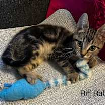 Thumbnail photo of Riff Raff #3