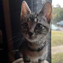 Thumbnail photo of Riff Raff #4