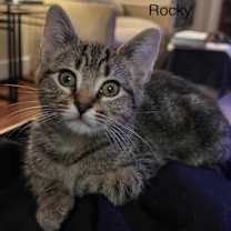 Thumbnail photo of Rocky #1