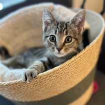 Thumbnail photo of Rocky #2