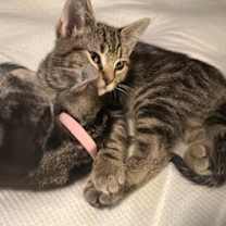 Thumbnail photo of Rocky #3