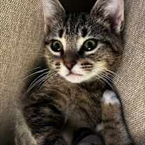 Thumbnail photo of Rocky #4