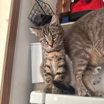 Thumbnail photo of Stewie #1